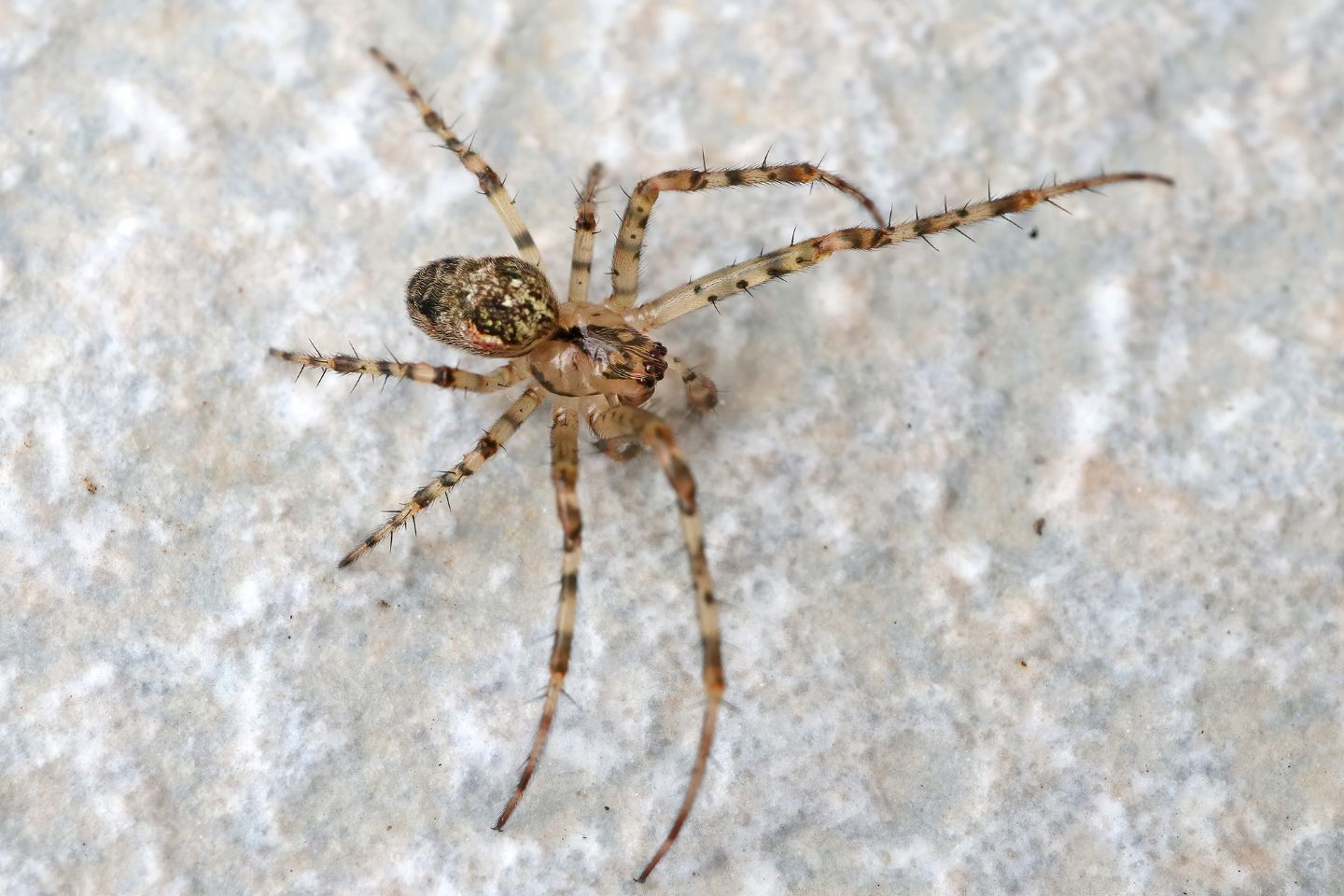 Metellina merianae e Nesticus cellulanus  - Portovenere (SP)